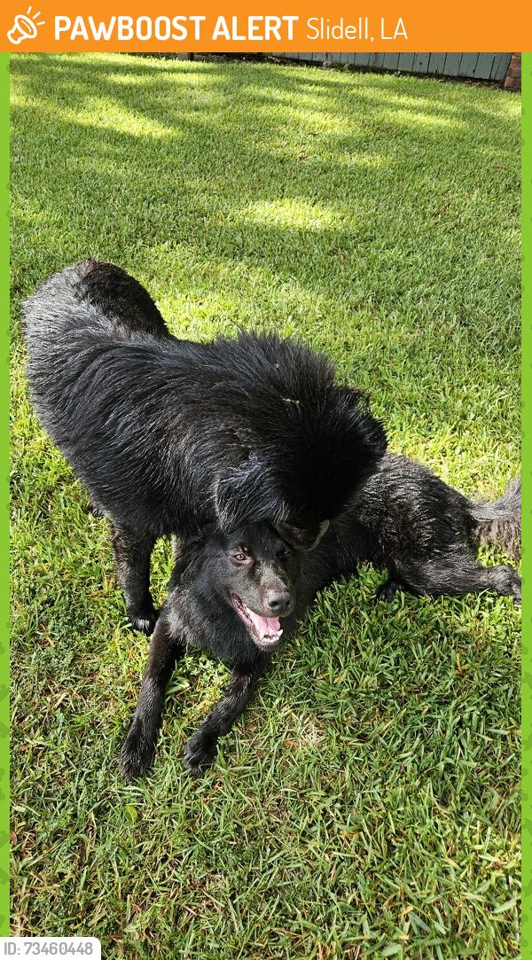 Found/Stray Unknown Dog last seen In serenity oaks living property, Slidell, LA 70458