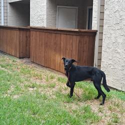 Found/Stray Male Dog last seen Frankford @ Dallas Tollway, Dallas, TX 75287