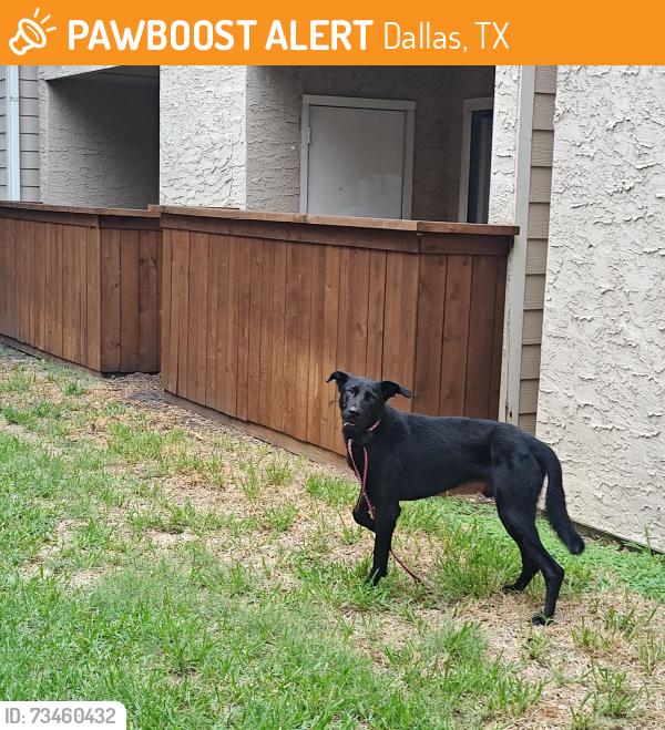 Found/Stray Male Dog last seen Frankford @ Dallas Tollway, Dallas, TX 75287