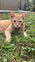 Reunited Male Cat last seen Startown carpet, and flooring in conover, North Carolina, Conover, NC 28613