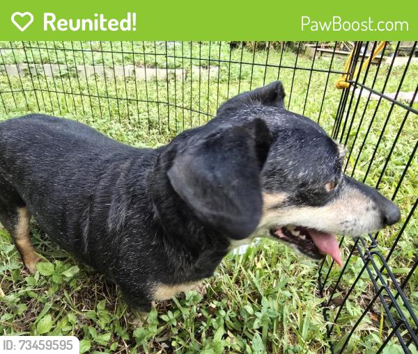 Reunited Male Dog last seen Near Seashell Ct, Seabrook, TX 77586, USA, Seabrook, TX 77586