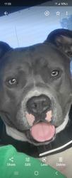 Reunited Male Dog last seen 16th street and 18th ave south, St. Petersburg, FL 33705