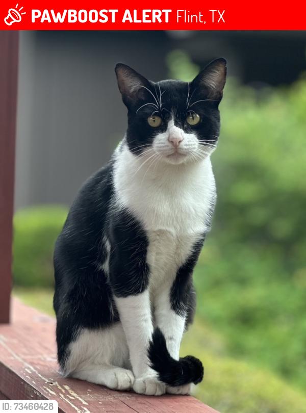 Lost Male Cat last seen Near ironwood dr. Flint, tx, Flint, TX 75762