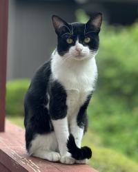 Lost Male Cat last seen Near ironwood dr. Flint, tx, Flint, TX 75762