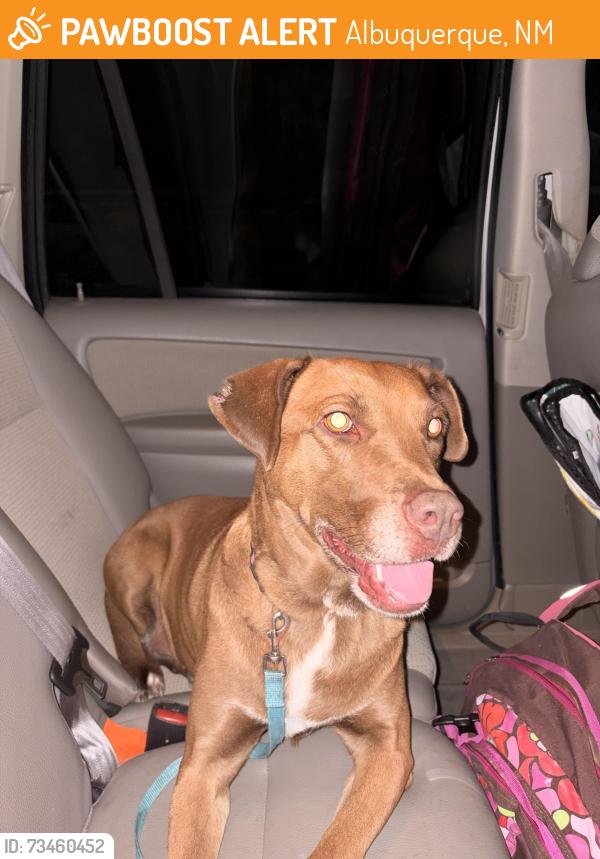 Found/Stray Female Dog last seen La Barranca and Gutierrez - Osuna Park neighborhood, Albuquerque, NM 87111
