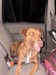 Found/Stray Female Dog last seen La Barranca and Gutierrez - Osuna Park neighborhood, Albuquerque, NM 87111