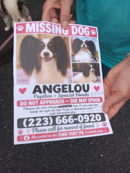 Lost Female Dog last seen Maria Dr, Collen Dr, Pool Dr in Paxton Park, Harrisburg, PA 17109