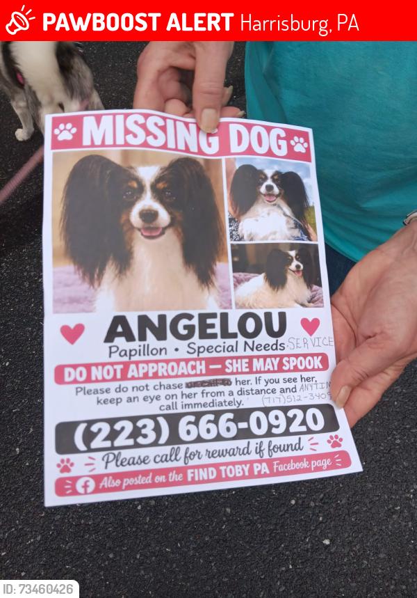 Lost Female Dog last seen Maria Dr, Collen Dr, Pool Dr in Paxton Park, Harrisburg, PA 17109