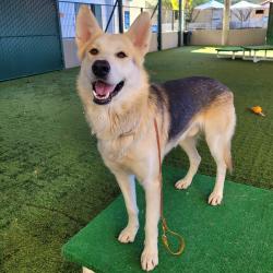 Shelter Stray Male Dog last seen , 361 S Raymond Ave, Pasadena, CA 91105, USA
