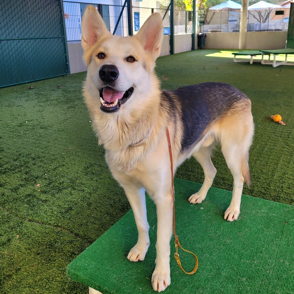 Shelter Stray Male Dog last seen , 361 S Raymond Ave, Pasadena, CA 91105, USA