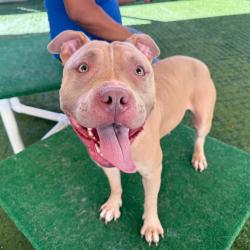Shelter Stray Female Dog last seen , 361 S Raymond Ave, Pasadena, CA 91105, USA