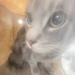 Shelter Stray Male Cat last seen , Animal Care & Control Team of Philly, 111 W Hunting Park Ave, Philadelphia, PA 19140, USA