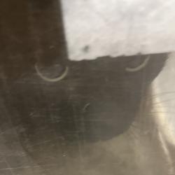 Shelter Stray Male Cat last seen , Animal Care & Control Team of Philly, 111 W Hunting Park Ave, Philadelphia, PA 19140, USA