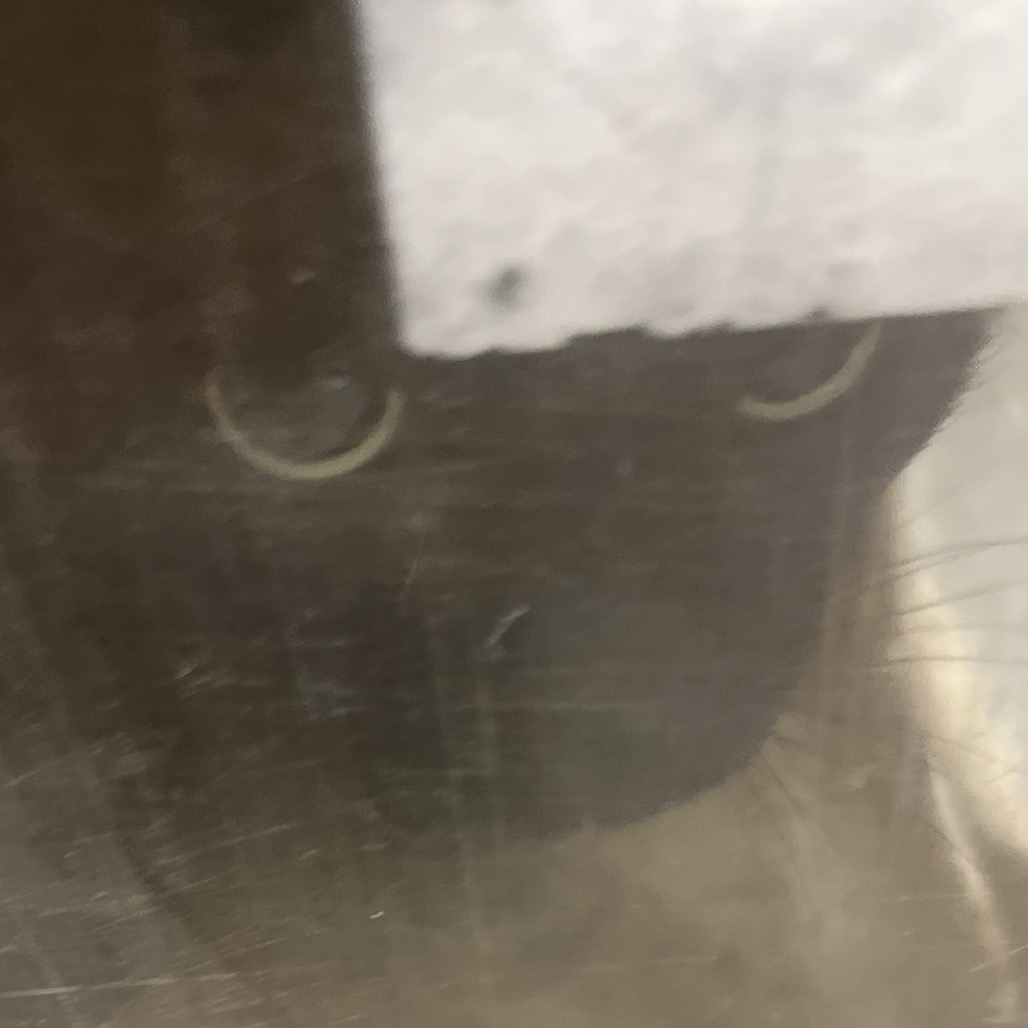 Shelter Stray Male Cat last seen , Animal Care & Control Team of Philly, 111 W Hunting Park Ave, Philadelphia, PA 19140, USA