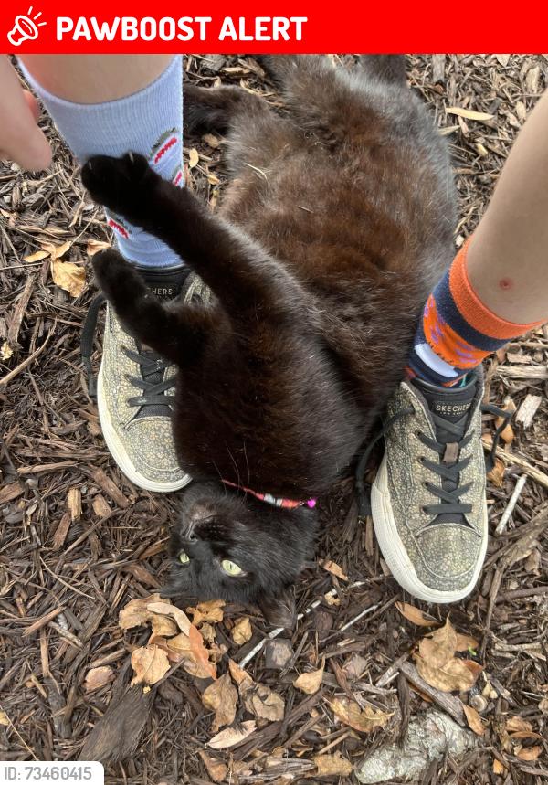 Lost Female Cat last seen Elmhurst Cir, apart of Elmhurst Village, near Seminole County Fire Station 29, Seminole County, FL 32765