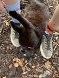 Lost Female Cat last seen Elmhurst Cir, apart of Elmhurst Village, near Seminole County Fire Station 29, Seminole County, FL 32765