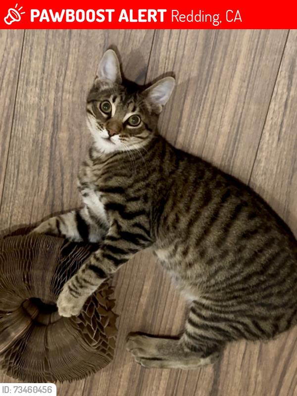 Lost Male Cat last seen Mt view, Redding, CA 96003