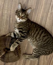 Lost Male Cat last seen Mt view, Redding, CA 96003