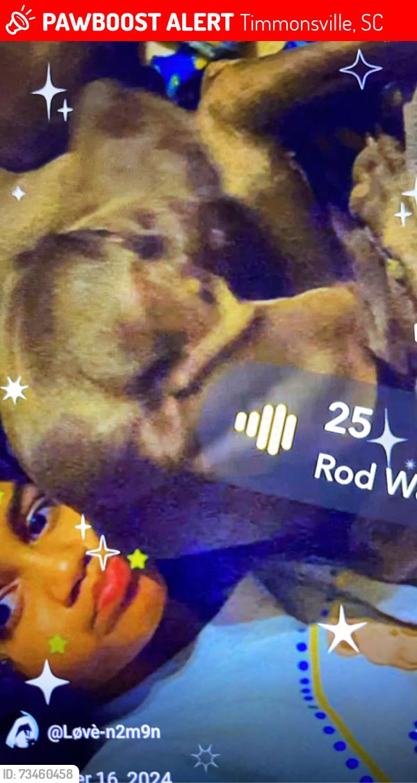 Lost Female Dog last seen woods , dirt road ., Timmonsville, SC 29161