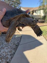 Found/Stray Unknown Reptile last seen Javelina and El Dorado, Mesa, AZ 85202