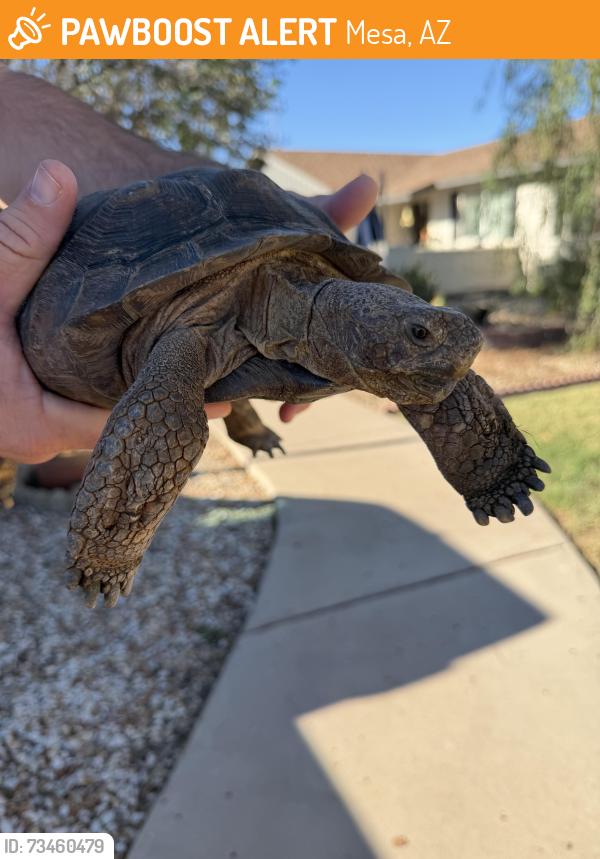 Found/Stray Unknown Reptile last seen Javelina and El Dorado, Mesa, AZ 85202