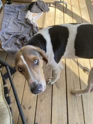 Lost Male Dog last seen Rt 38, Blenheim, SC 29516