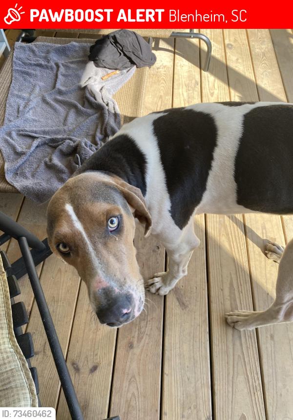 Lost Male Dog last seen Rt 38, Blenheim, SC 29516