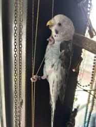 Lost Male Bird last seen Near sw 4th place, Renton, WA 98057