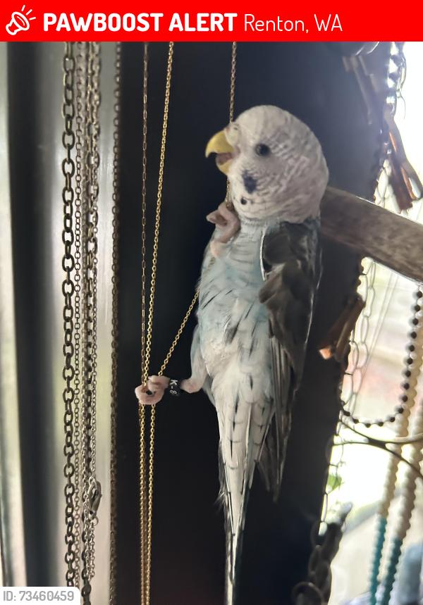 Lost Male Bird last seen Near sw 4th place, Renton, WA 98057