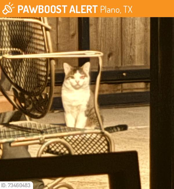 Found/Stray Unknown Cat last seen Sage Brush Trail, Plano, TX 75023