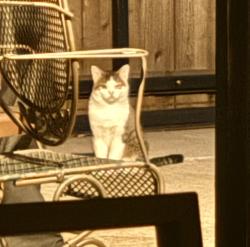 Found/Stray Unknown Cat last seen Sage Brush Trail, Plano, TX 75023