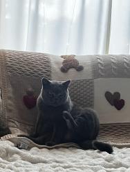 Reunited Female Cat last seen Fort Bragg, Fayetteville, NC 28307