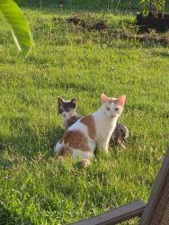 Reunited Male Cat last seen Crossview drive and fairview lake, Simpsonville, SC 29680