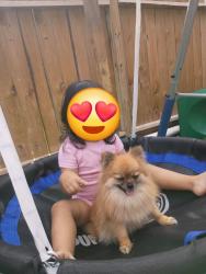 Reunited Female Dog last seen Carbridge Dr, Houston, TX 77084, USA, Houston, TX 77084