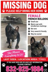 Lost Female Dog last seen beekman and kingsbury maybe went toward palm center, Houston, TX 77021