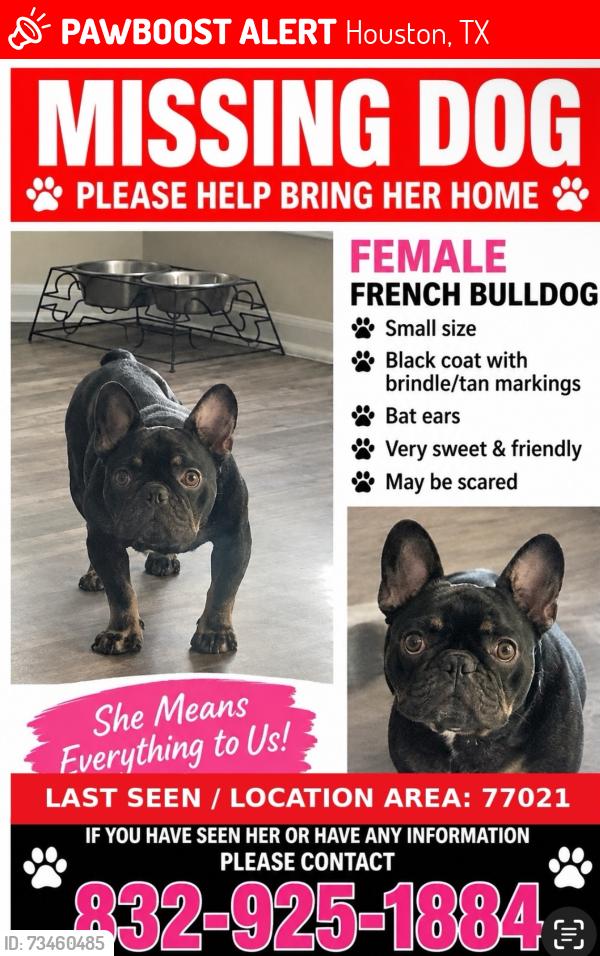 Lost Female Dog last seen beekman and kingsbury maybe went toward palm center, Houston, TX 77021