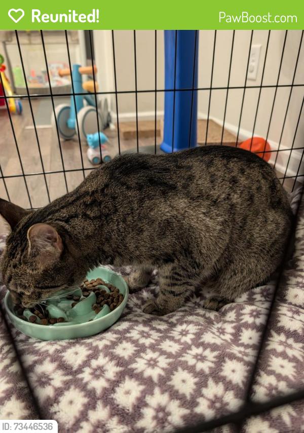 Reunited Male Cat last seen Sweetwater Green, Lawrenceville, GA 30044