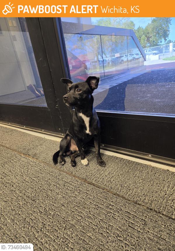 Found/Stray Male Dog last seen At American Red cross, Wichita, KS 67203