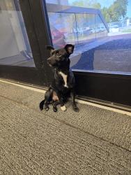 Found/Stray Male Dog last seen At American Red cross, Wichita, KS 67203