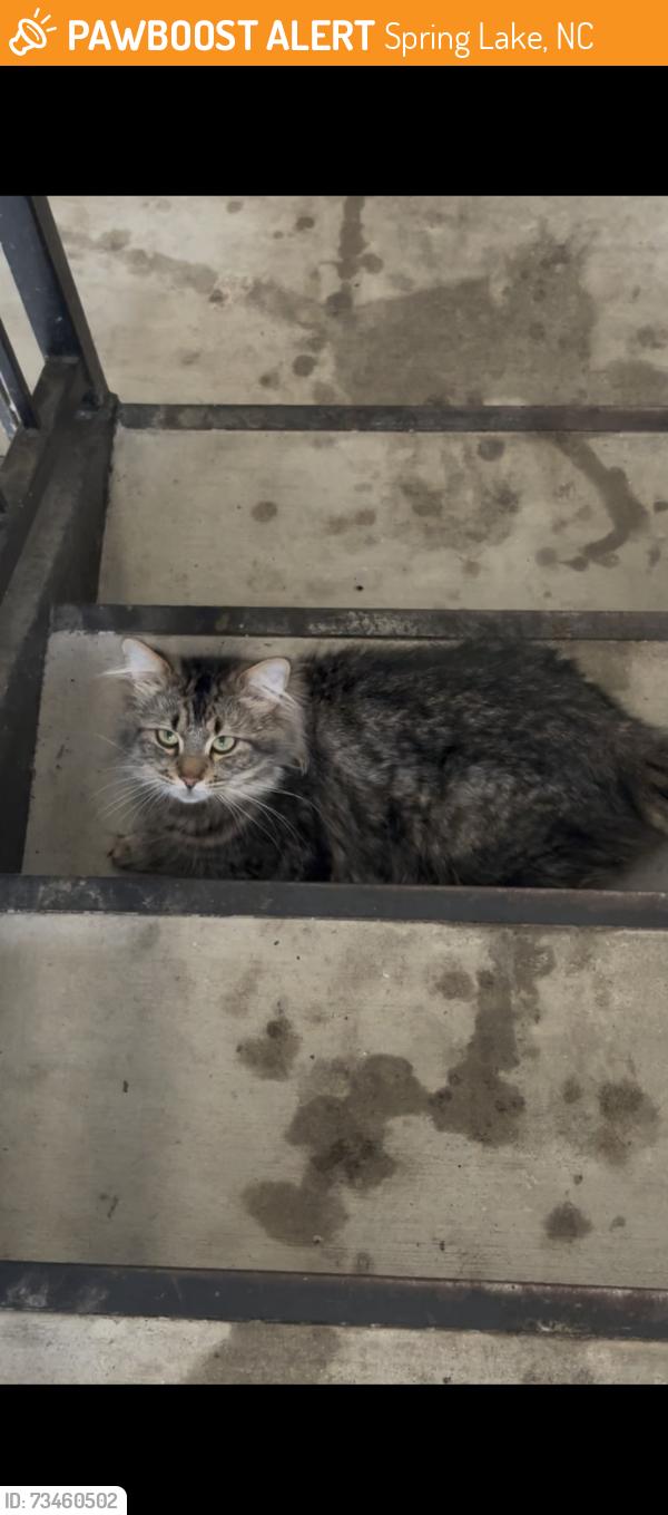 Found/Stray Unknown Cat last seen The cliffs, Spring Lake, NC 28390