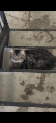 Found/Stray Unknown Cat last seen The cliffs, Spring Lake, NC 28390