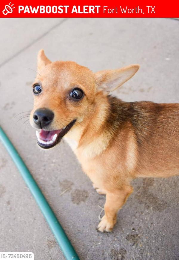 Lost Female Dog last seen Polo, Fort Worth, TX 76123