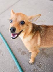 Lost Female Dog last seen Polo, Fort Worth, TX 76123