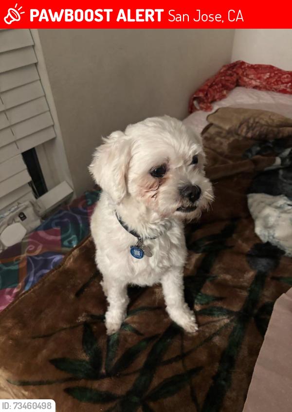 Lost Male Dog last seen Cuesta dr, San Jose, CA 95148