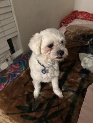 Lost Male Dog last seen Cuesta dr, San Jose, CA 95148