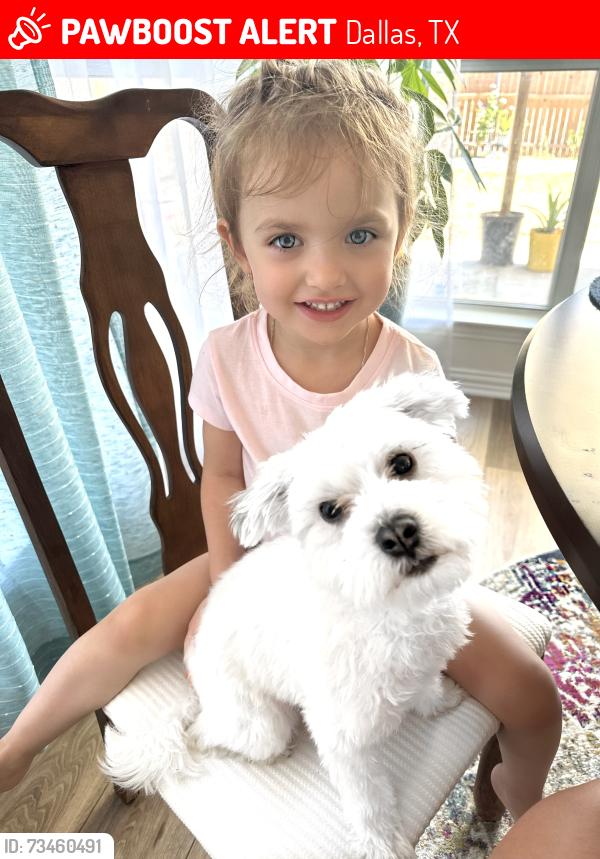 Lost Female Dog last seen Davis st, Dallas, TX 75208