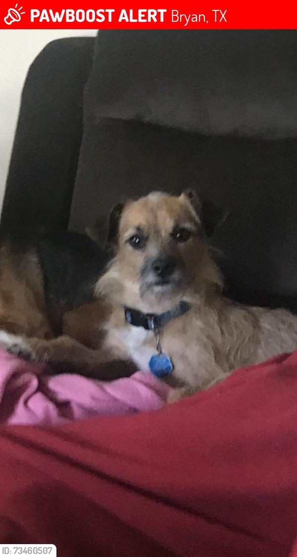 Lost Male Dog last seen Manorwood and Villa Maria, Bryan, TX 77801