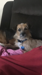 Lost Male Dog last seen Manorwood and Villa Maria, Bryan, TX 77801