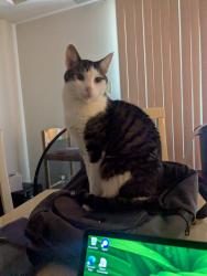 Lost Male Cat last seen near McDonalds, Oak Lawn, IL 60453