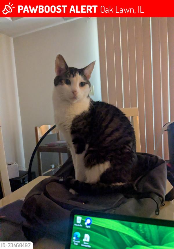 Lost Male Cat last seen near McDonalds, Oak Lawn, IL 60453